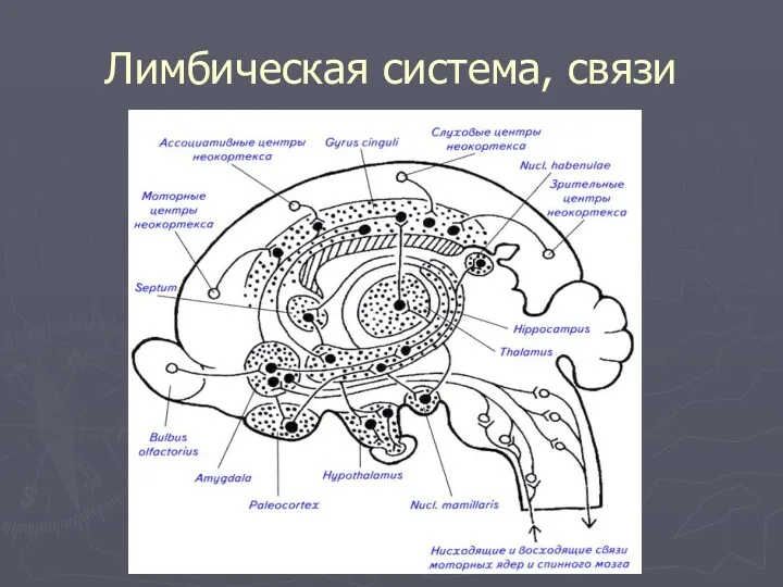 Лимбическая система, связи