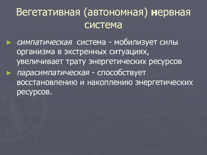 Вегетативная (автономная) нервная система симпатическая система - мобилизует силы организма