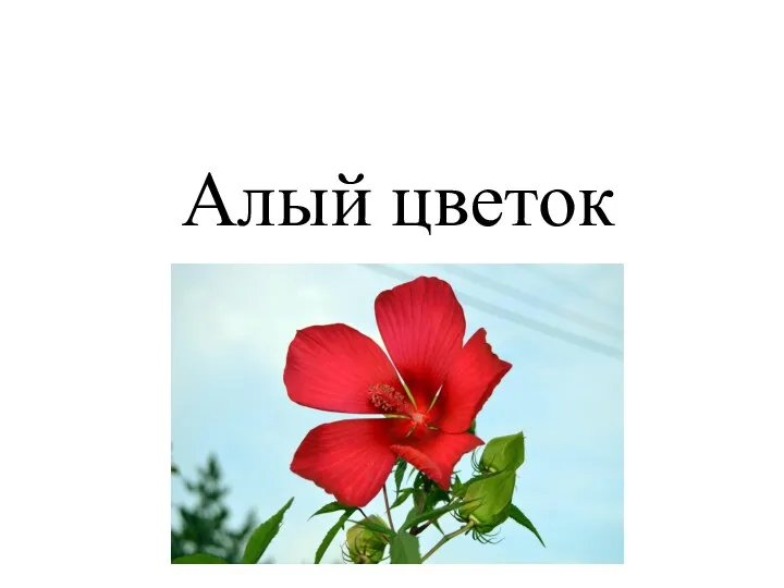 Алый цветок