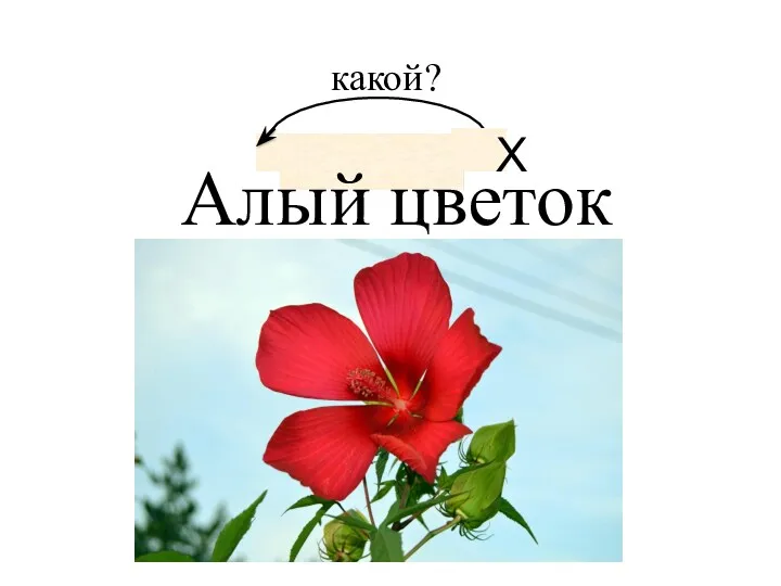 Алый цветок какой? Х