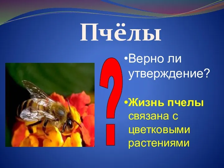 Пчёлы ? Верно ли утверждение? Жизнь пчелы связана с цветковыми растениями