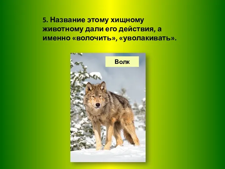 5. Название этому хищному животному дали его действия, а именно «волочить», «уволакивать». Волк