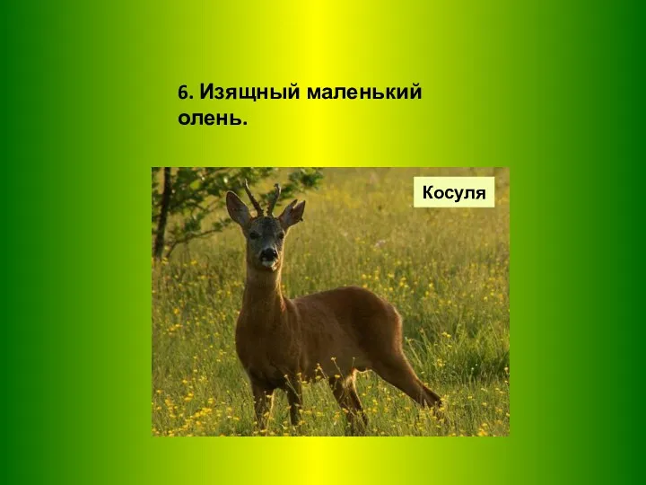 6. Изящный маленький олень. Косуля