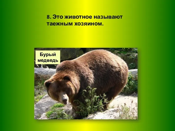8. Это животное называют таежным хозяином. Бурый медведь