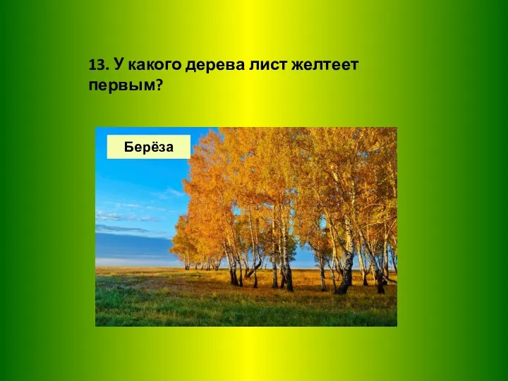 13. У какого дерева лист желтеет первым? Берёза