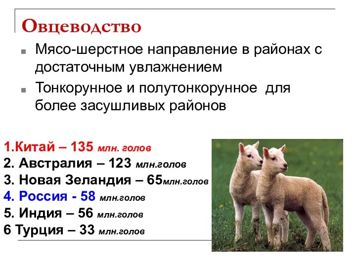 Овцеводство Мясо-шерстное направление в районах с достаточным увлажнением Тонкорунное и
