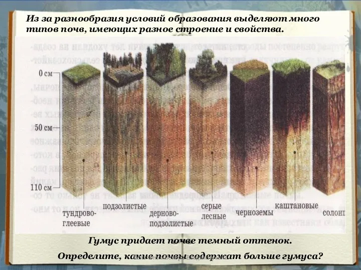Из за разнообразия условий образования выделяют много типов почв, имеющих