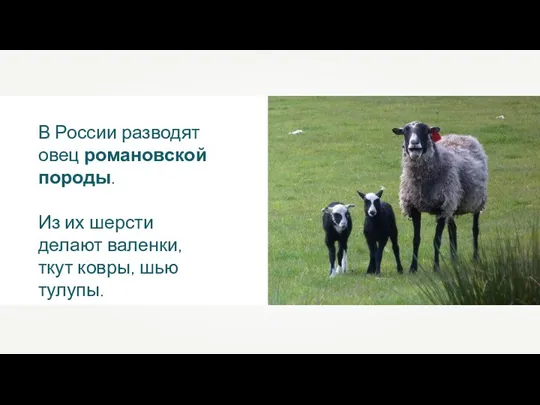В России разводят овец романовской породы. Из их шерсти делают валенки, ткут ковры, шью тулупы.