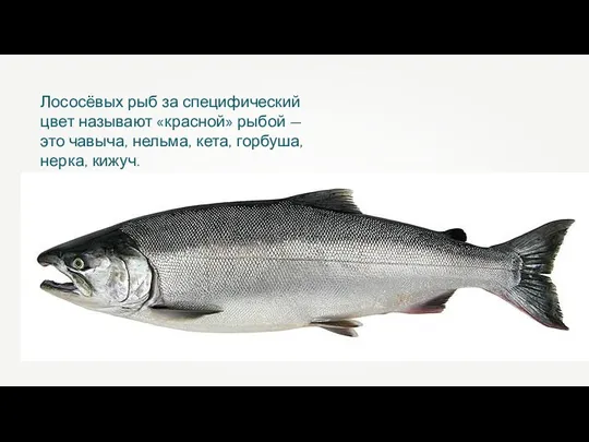 Лососёвых рыб за специфический цвет называют «красной» рыбой — это чавыча, нельма, кета, горбуша, нерка, кижуч.