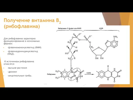 Получение витамина В2 (рибофлавина) Для рибофлавина характерно функционирование в коэнзимных