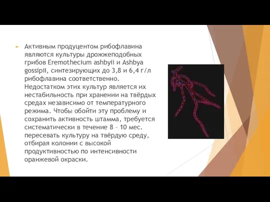 Активным продуцентом рибофлавина являются культуры дрожжеподобных грибов Eremothecium ashbyii и