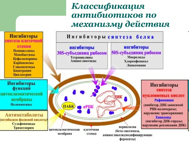 Классификация антибиотиков по механизму действия