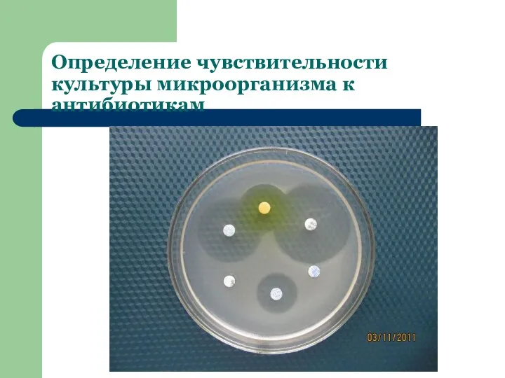 Определение чувствительности культуры микроорганизма к антибиотикам