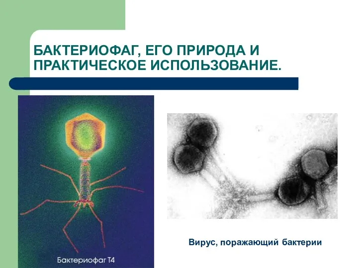 БАКТЕРИОФАГ, ЕГО ПРИРОДА И ПРАКТИЧЕСКОЕ ИСПОЛЬЗОВАНИЕ. Вирус, поражающий бактерии