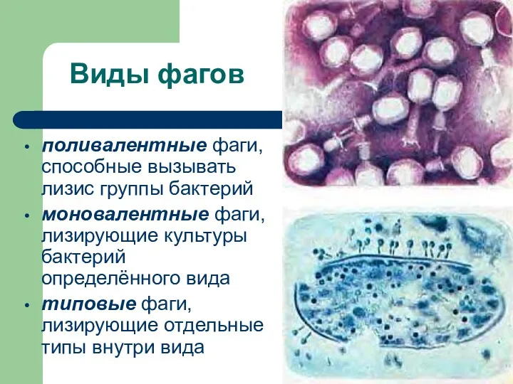 Виды фагов поливалентные фаги, способные вызывать лизис группы бактерий моновалентные фаги, лизирующие культуры
