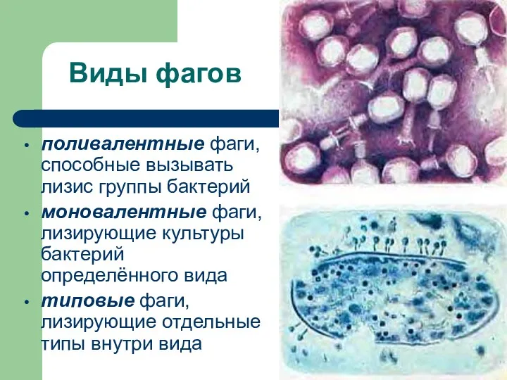Виды фагов поливалентные фаги, способные вызывать лизис группы бактерий моновалентные