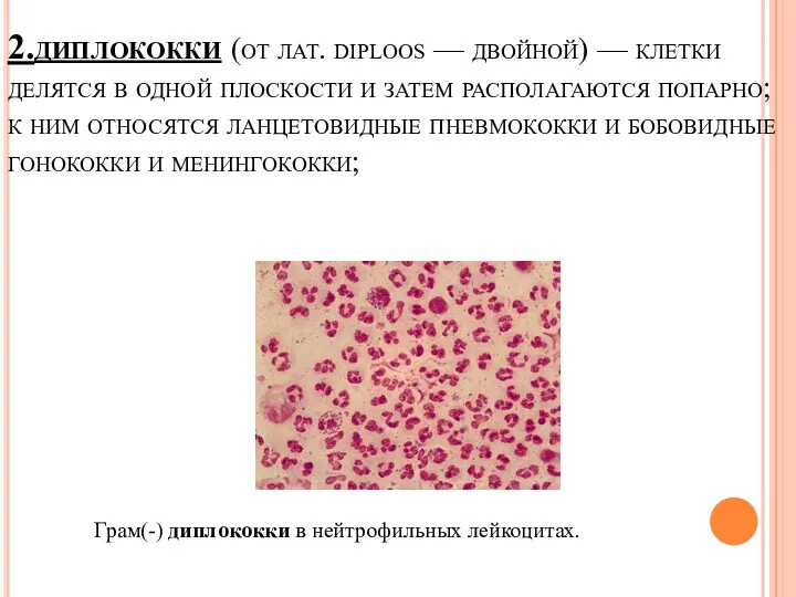 2.диплококки (от лат. diploos — двойной) — клетки делятся в