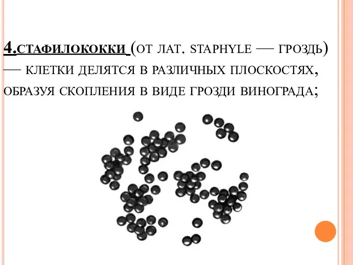 4.стафилококки (от лат. staphyle — гроздь) — клетки делятся в
