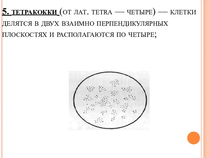 5. тетракокки (от лат. tetra — четыре) — клетки делятся