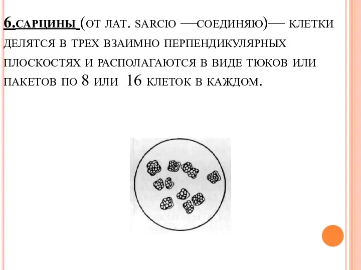 6.сарцины (от лат. sarcio —соединяю)— клетки делятся в трех взаимно