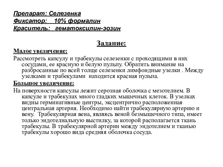 Препарат: Селезенка Фиксатор: 10% формалин Краситель: гематоксилин-эозин Задание: Малое увеличение: