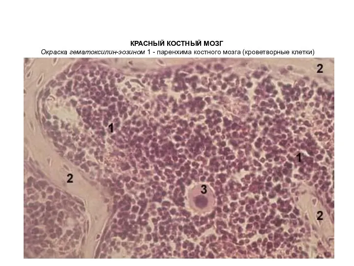 КРАСНЫЙ КОСТНЫЙ МОЗГ Окраска гематоксилин-эозином 1 - паренхима костного мозга