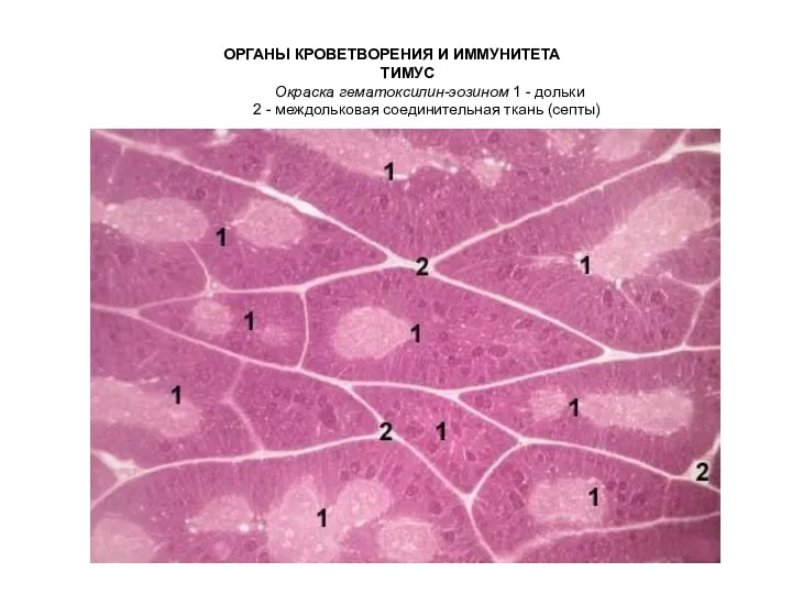 ОРГАНЫ КРОВЕТВОРЕНИЯ И ИММУНИТЕТА ТИМУС Окраска гематоксилин-эозином 1 - дольки 2 - междольковая соединительная ткань (септы)