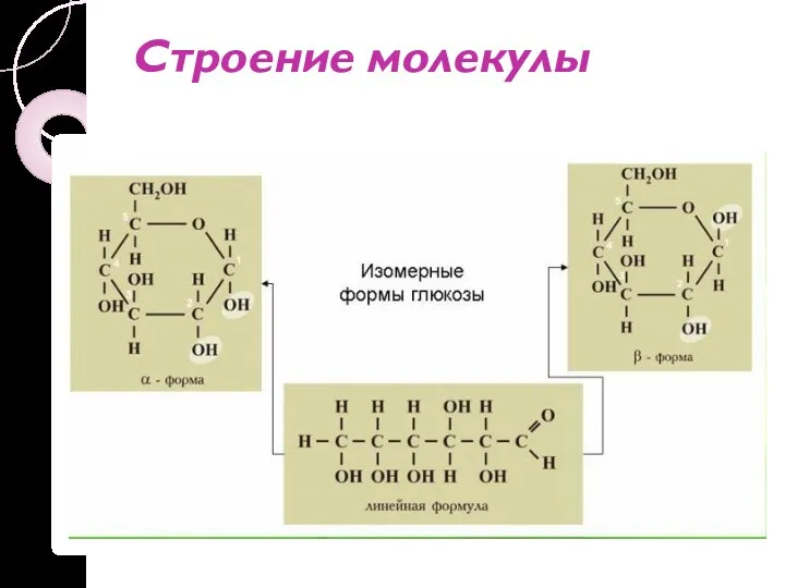 Строение молекулы