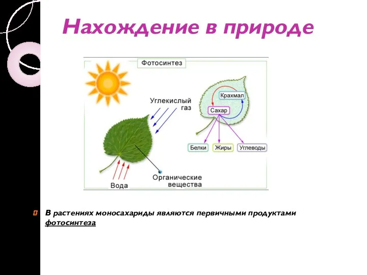 Нахождение в природе В растениях моносахариды являются первичными продуктами фотосинтеза