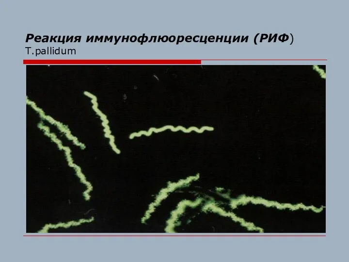 Реакция иммунофлюоресценции (РИФ) T.pallidum
