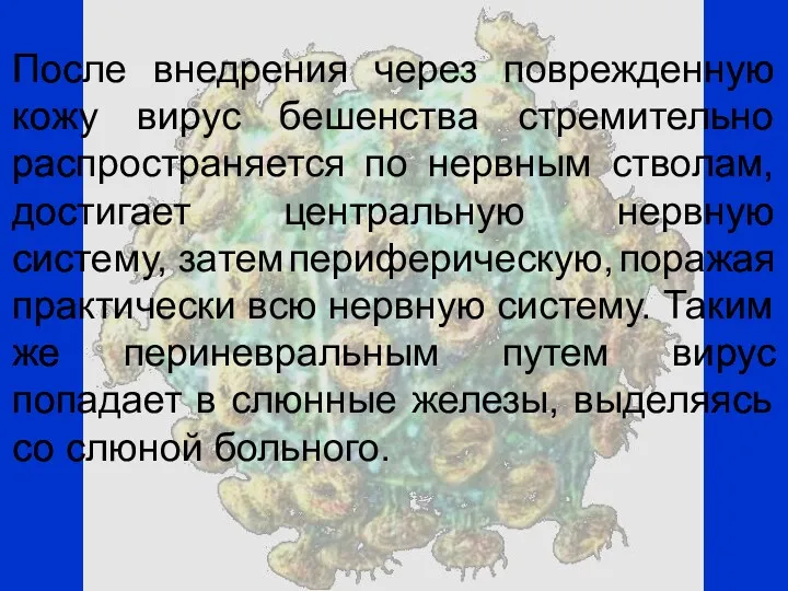 После внедрения через поврежденную кожу вирус бешенства стремительно распространяется по