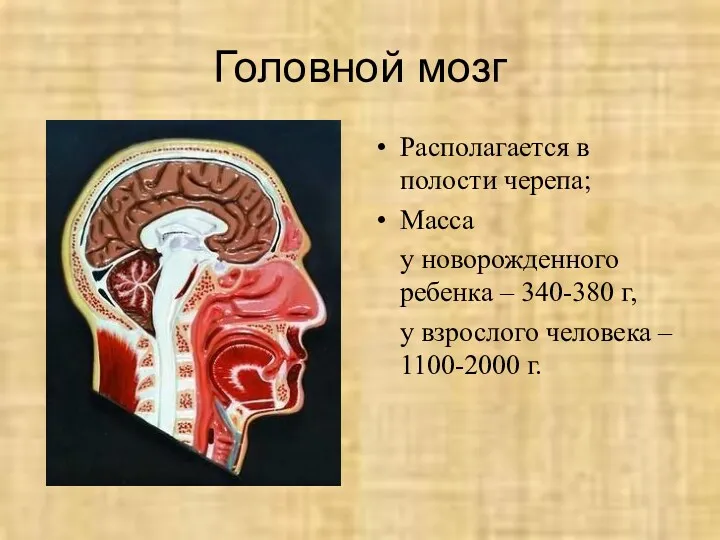 Головной мозг Располагается в полости черепа; Масса у новорожденного ребенка