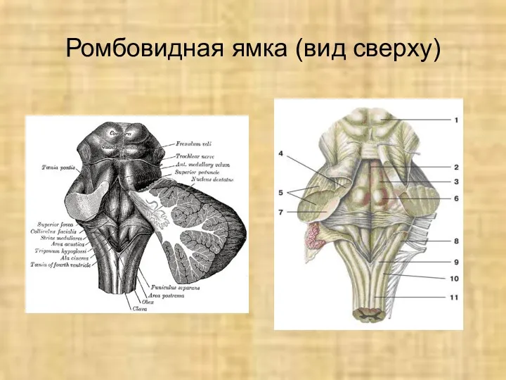 Ромбовидная ямка (вид сверху)