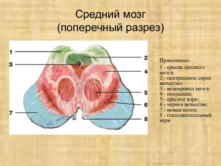 Средний мозг (поперечный разрез) Примечание: 1 - крыша среднего мозга;