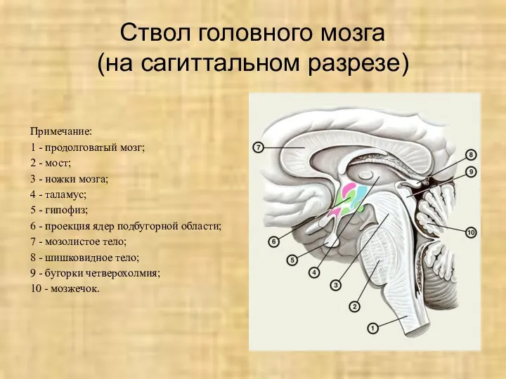 Ствол головного мозга (на сагиттальном разрезе) Примечание: 1 - продолговатый