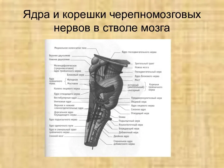 Ядра и корешки черепномозговых нервов в стволе мозга