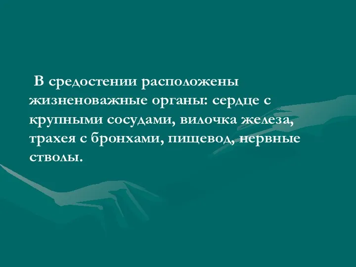 В средостении расположены жизненоважные органы: сердце с крупными сосудами, вилочка