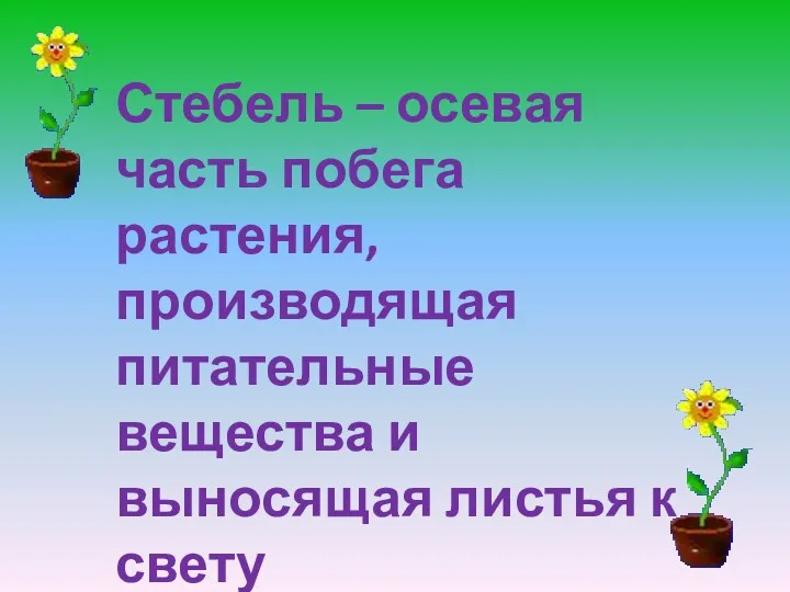 Стебель – осевая часть побега растения, производящая питательные вещества и выносящая листья к свету