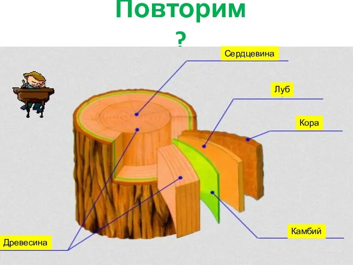 Повторим ? Кора Луб Камбий Древесина Сердцевина