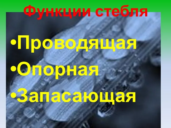 Функции стебля Проводящая Опорная Запасающая