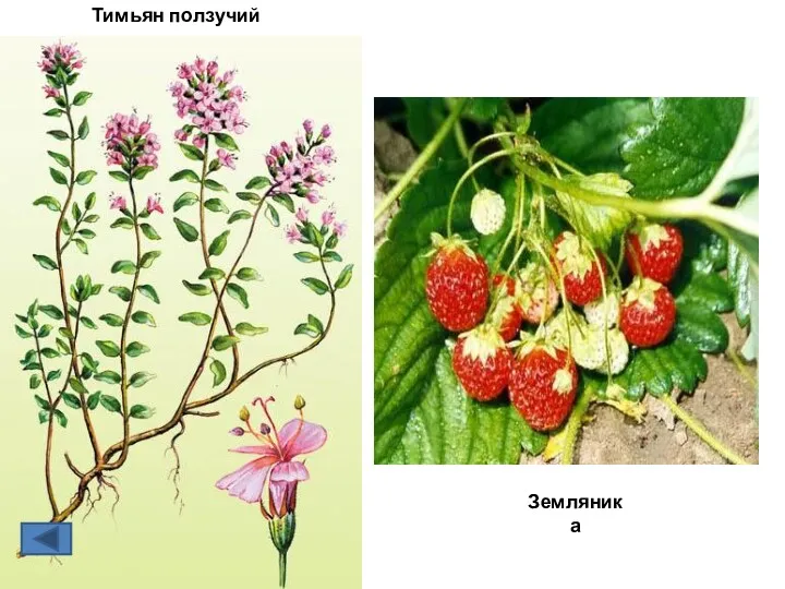 Тимьян ползучий Земляника