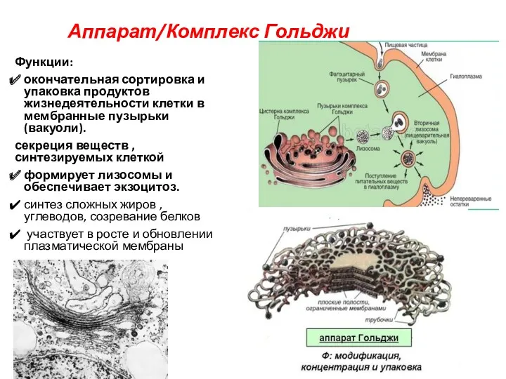 Аппарат/Комплекс Гольджи Функции: окон­чательная сортировка и упаковка продуктов жизнедеятельности клетки