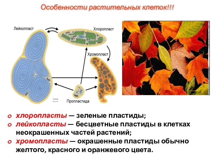 хлоропласты — зеленые пластиды; лейкопласты — бесцветные пластиды в клетках