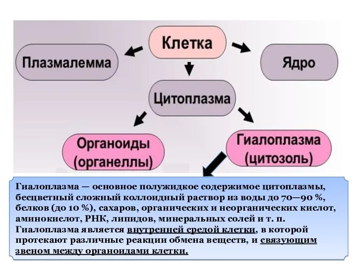 Гиалоплазма — основное полужидкое содержимое цитоплазмы, бесцветный сложный коллоидный раствор