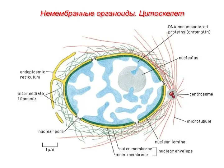 Немембранные органоиды. Цитоскелет