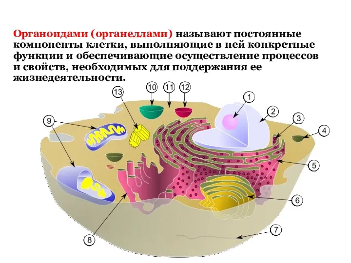 Органоидами (органеллами) называют постоянные компоненты клетки, выполняющие в ней конкретные