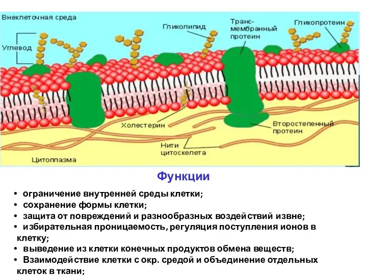 Функции ограничение внутренней среды клетки; сохранение формы клетки; защита от