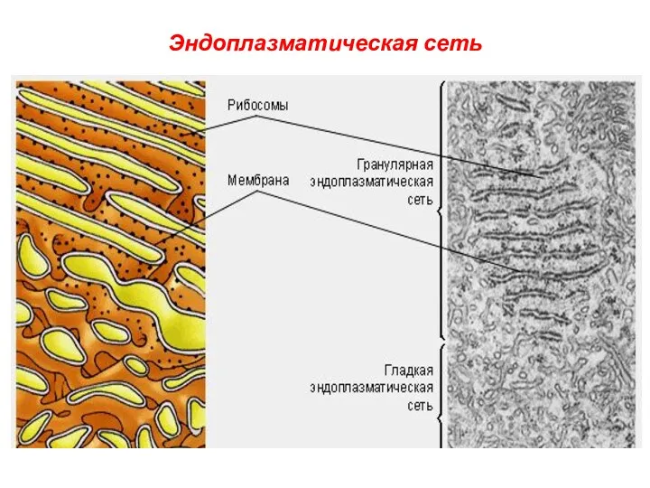 Эндоплазматическая сеть