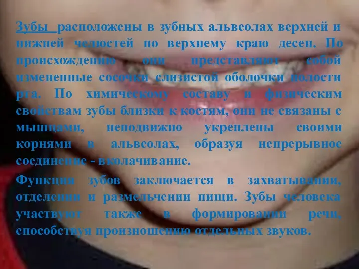 Зубы расположены в зубных альвеолах верхней и нижней челюстей по верхнему краю десен.