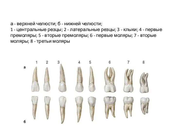 а - верхней челюсти; б - нижней челюсти; 1 - центральные резцы; 2